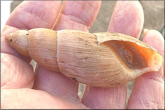 Euglandina rosea (Frussac, 1821) Rosy Wolfsnail - Large Specimen