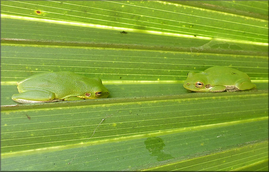 Squirrel Treefrog [Hyla squirella]