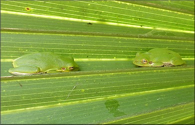 Squirrel Treefrog [Hyla squirella]