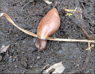 Euglandina rosea (Frussac, 1821) Tracks Fossaria cubensis (L. Pfeiffer, 1839)