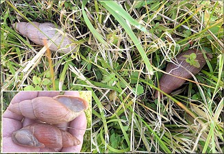 Euglandina rosea (Frussac, 1821) Rosy Wolfsnail In Situ