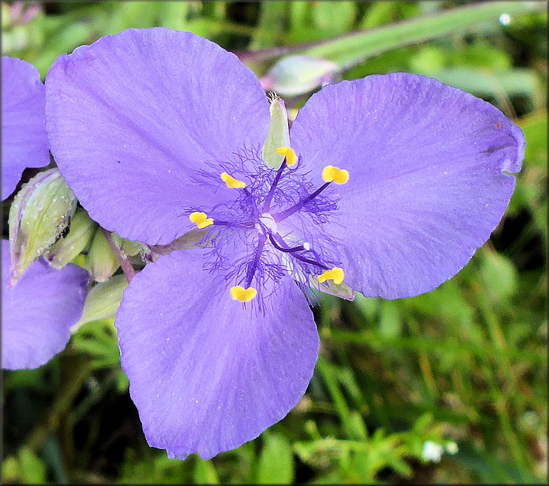 Spiderwort [Tradescantia sp.]