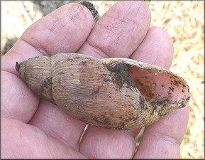 Euglandina rosea (Férussac, 1821) Rosy Wolfsnail - Large Specimen