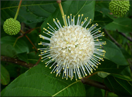 Common Buttonbush [Cephalanthus occidentalis]