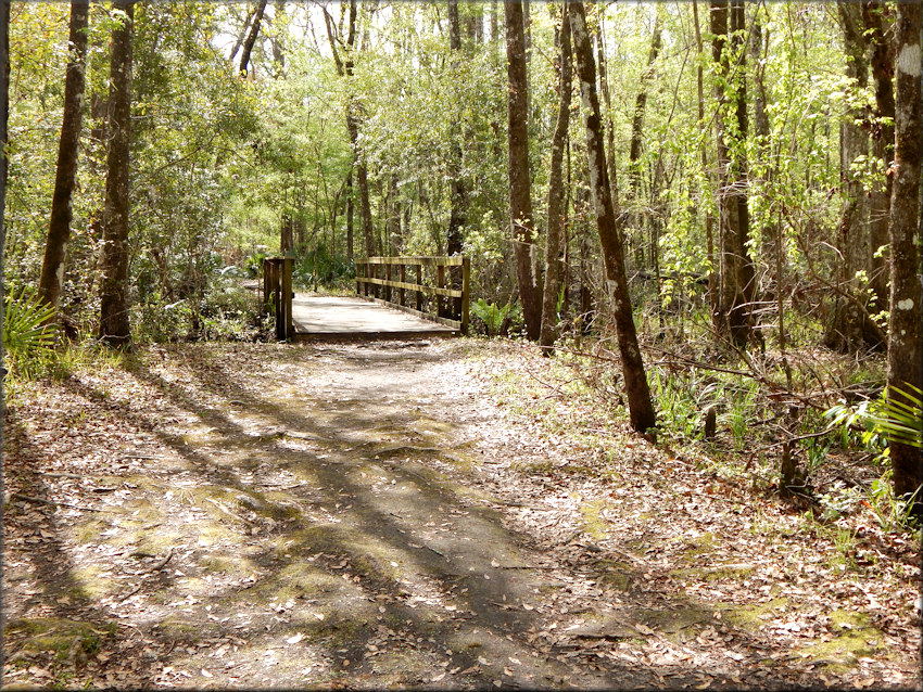 The hiking trail which ultimately dead ends at Durbin Creek