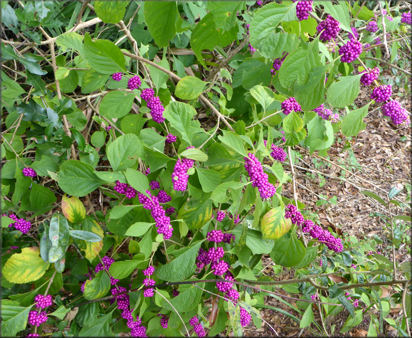 American Beautyberry [Callicarpa americana]