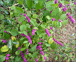 American Beautyberry [Callicarpa americana]