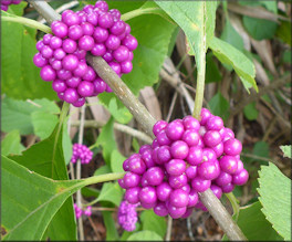 American Beautyberry [Callicarpa americana]