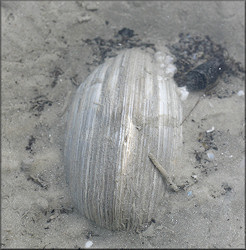 Mercenaria campechiensis (Gmelin, 1791) Southern Quahog In Situ