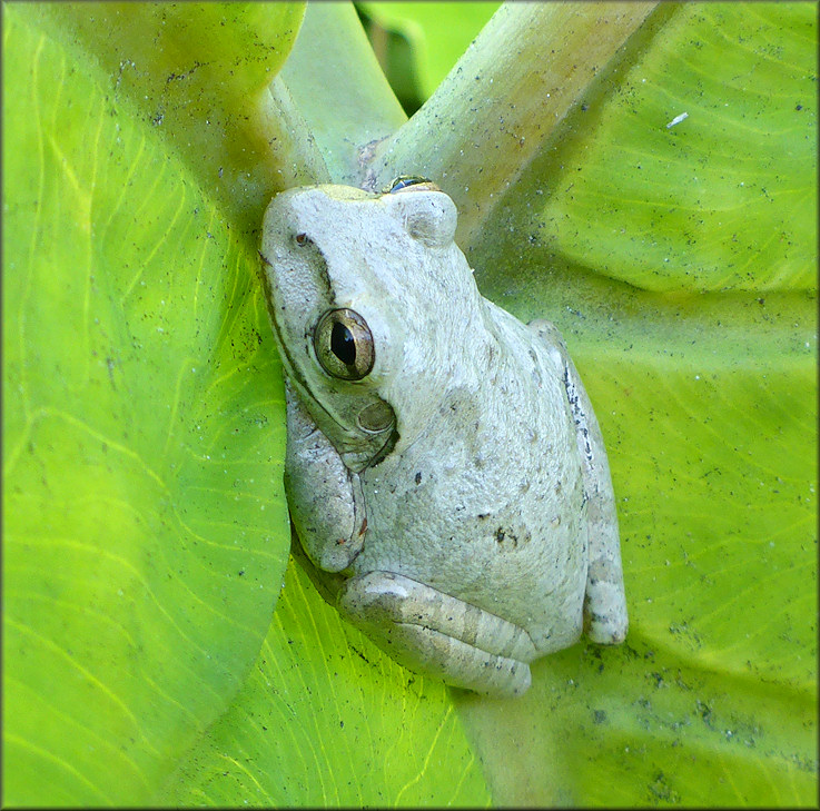 Cuban Treefrog [Osteopilus septentrionalis]