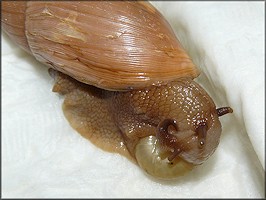 Euglandina rosea (Frussac, 1821) Feeding On Bradybaena similaris 