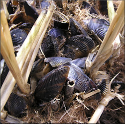 Geukensia demissa (Dillwyn, 1817) Ribbed-mussel In Situ