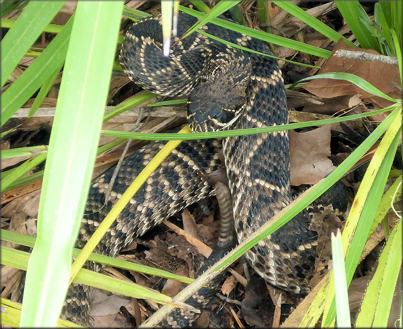 Eastern Diamondback Rattlesnake [Crotalus adamanteus]