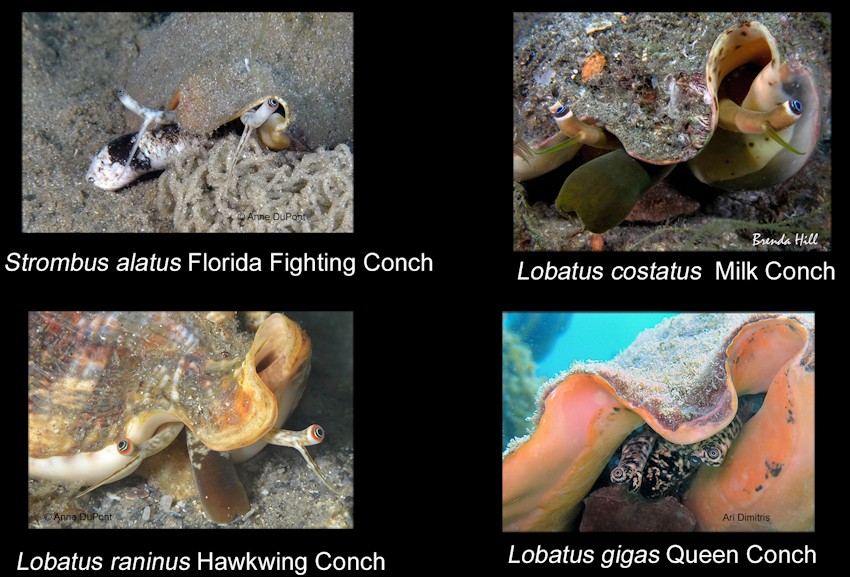 Conch proboscis and eye stalks