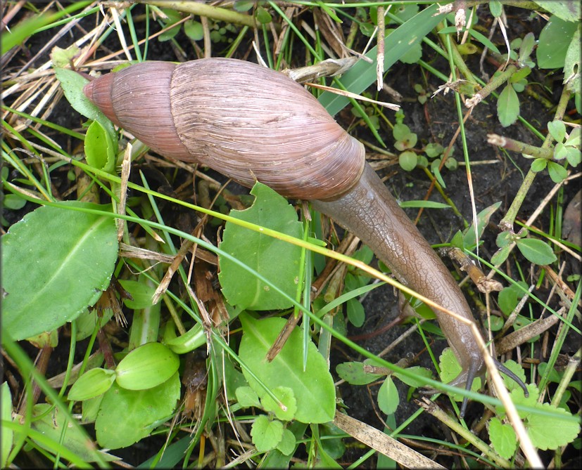 Euglandina rosea (Frussac, 1821) Rosy Wolfsnail In Situ