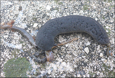 Belocaulus angustipes Black-velvet Leatherleaf Feeding On Deceased Earthworm