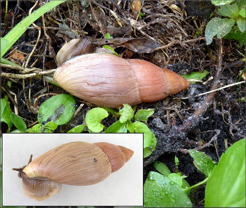 Euglandina rosea (Frussac, 1821) Rosy Wolfsnail In Situ