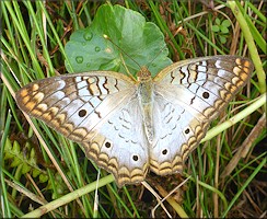 White Peacock [Anartia jatrophae]