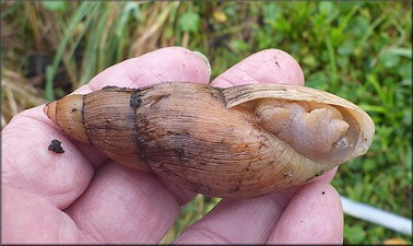 Euglandina rosea (Frussac, 1821) Rosy Wolfsnail - Large Specimen