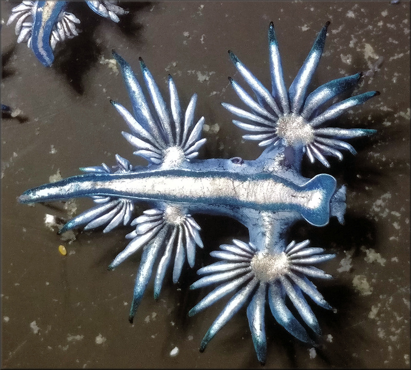 Glaucus atlanticus Forster, 1777 Blue Glaucus