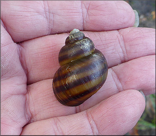 Viviparus georgianus (I. Lea, 1834) Banded Mysterysnail