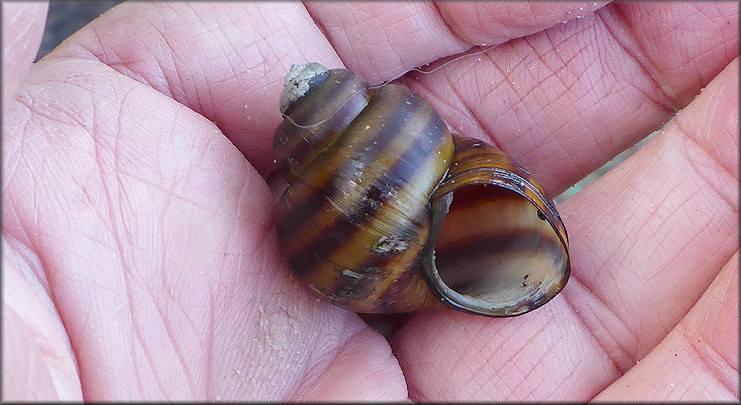 Viviparus georgianus (I. Lea, 1834) Banded Mysterysnail