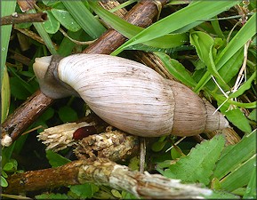 Euglandina rosea (Frussac, 1821) Rosy Wolfsnail In Situ