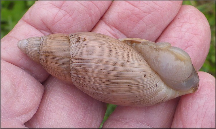 Euglandina rosea (Frussac, 1821) Rosy Wolfsnail In Situ