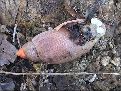 Euglandina rosea (Frussac, 1821) Depositing Eggs In The Field