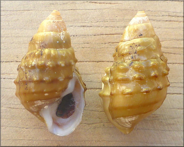 Lithasia verrucosa (Rafinesque 1820)