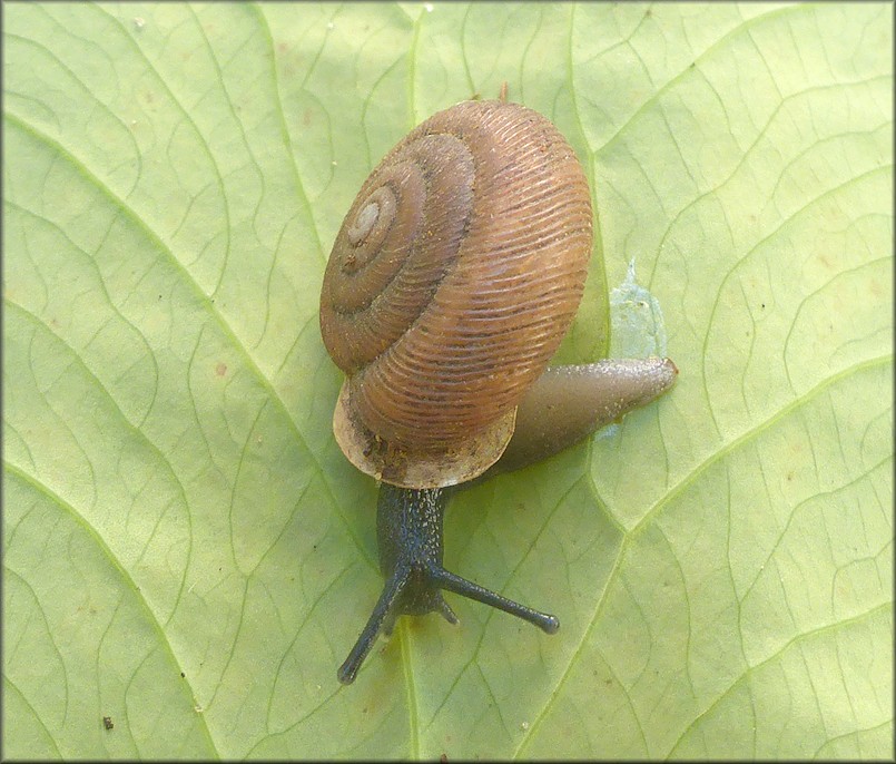 Triodopsis tridentata (Say, 1817) Northern Threetooth