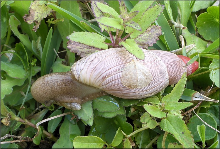 Euglandina rosea (Frussac, 1821) Rosy Wolfsnail Juvenile Cannibalism