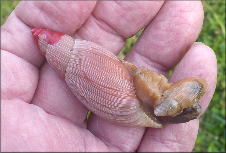 Euglandina rosea (Frussac, 1821) Rosy Wolfsnail Juvenile Cannibalism