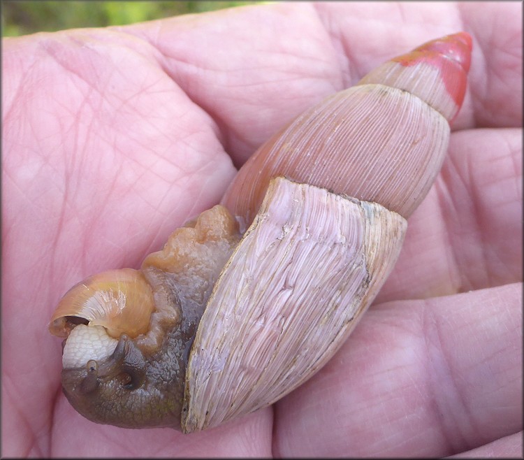 Euglandina rosea (Frussac, 1821) Rosy Wolfsnail Juvenile Cannibalism