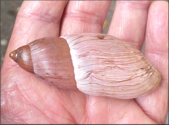 Euglandina rosea (Frussac, 1821) Rosy Wolfsnail - Large Specimen