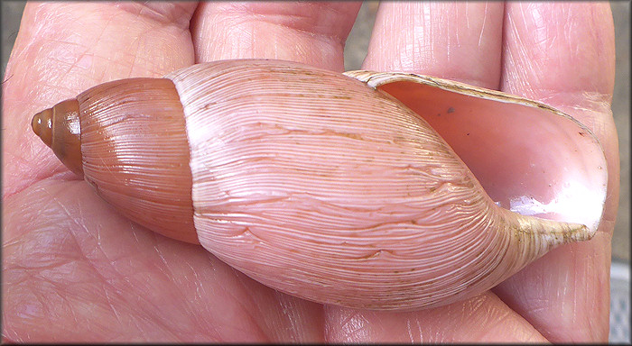 Euglandina rosea (Frussac, 1821) Rosy Wolfsnail - Large Specimen