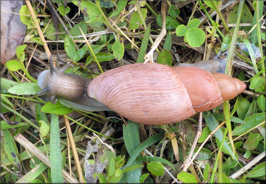 Euglandina rosea (Frussac, 1821) Rosy Wolfsnail In Situ