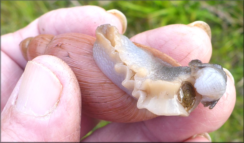Euglandina rosea (Frussac, 1821) Rosy Wolfsnail In Situ