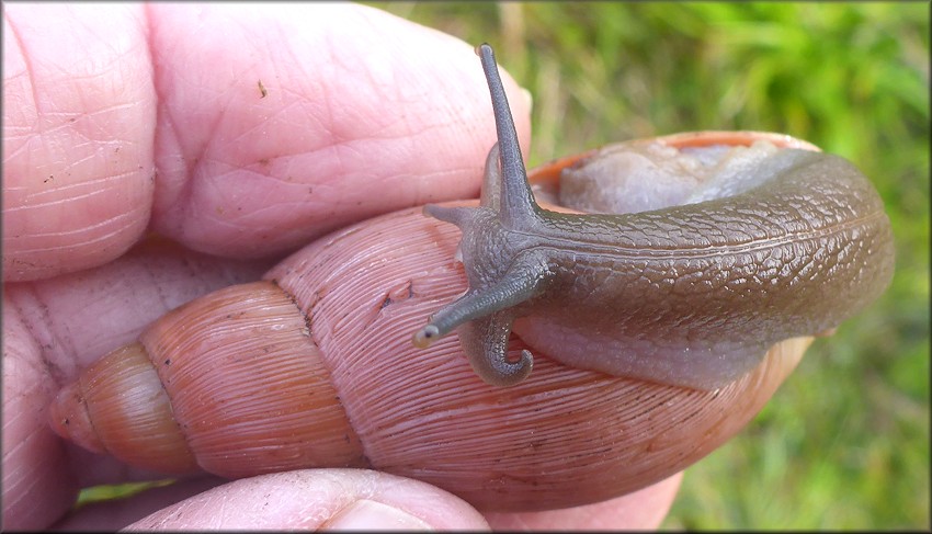 Euglandina rosea (Frussac, 1821) Rosy Wolfsnail In Situ