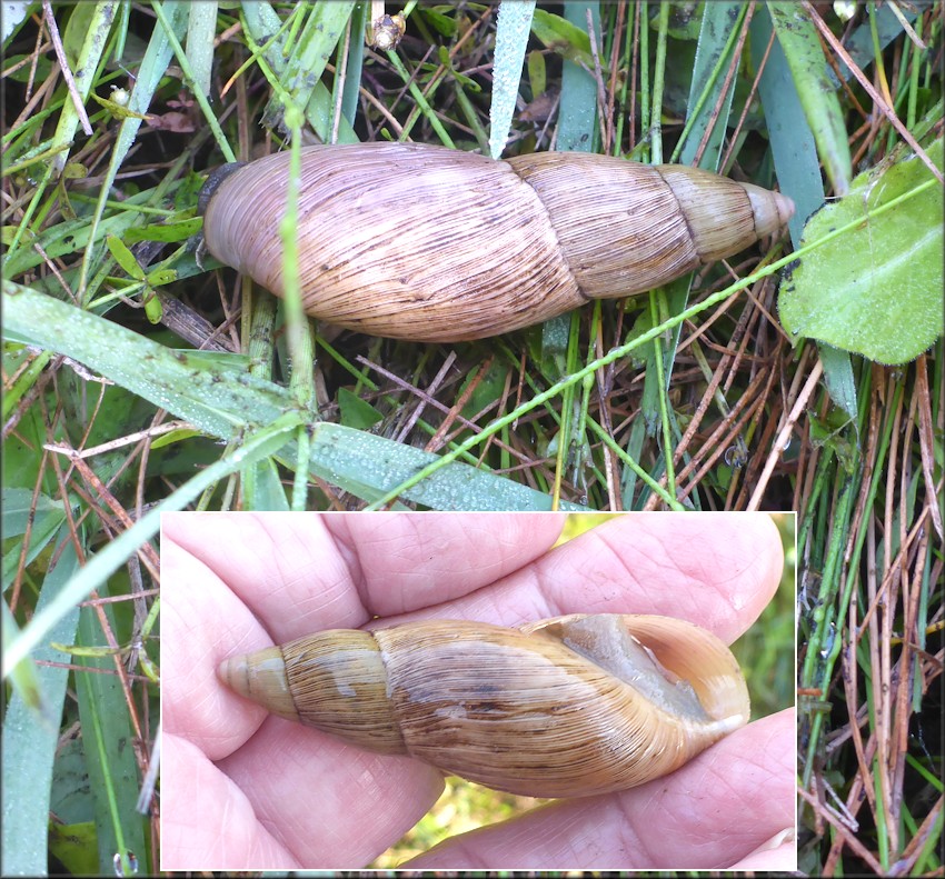 Euglandina rosea (Frussac, 1821) Rosy Wolfsnail In Situ