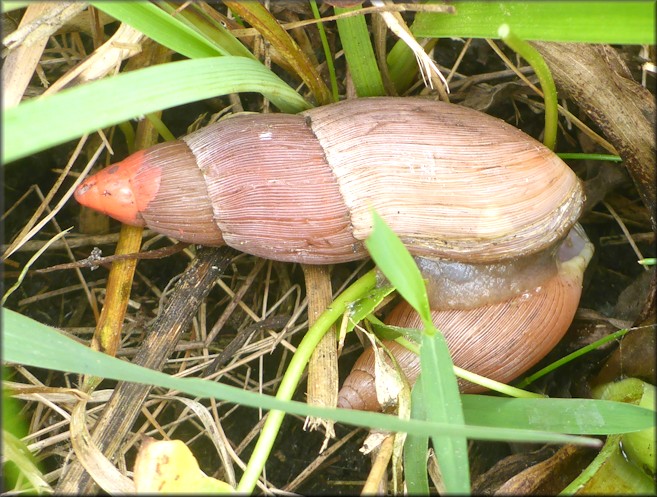 Euglandina rosea (Férussac, 1821) Rosy Wolfsnail Cannibalism