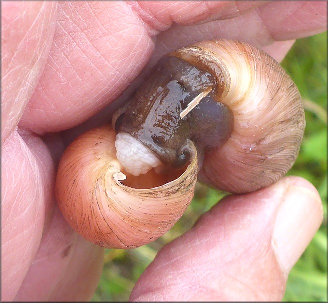 Euglandina rosea (Férussac, 1821) Rosy Wolfsnail Cannibalism
