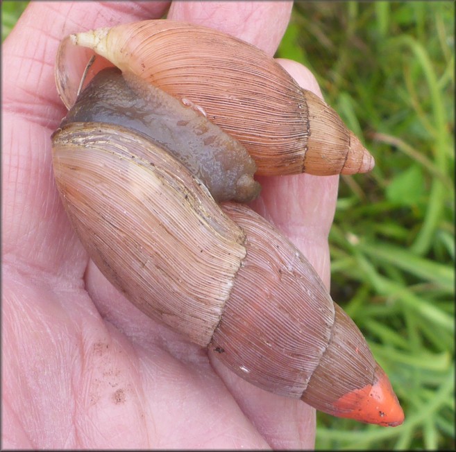 Euglandina rosea (Férussac, 1821) Rosy Wolfsnail Cannibalism