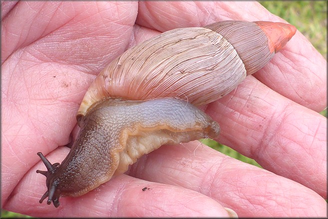 Euglandina rosea (Férussac, 1821) Rosy Wolfsnail Cannibalism