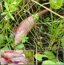 Euglandina rosea (Frussac, 1821) Rosy Wolfsnail In Situ