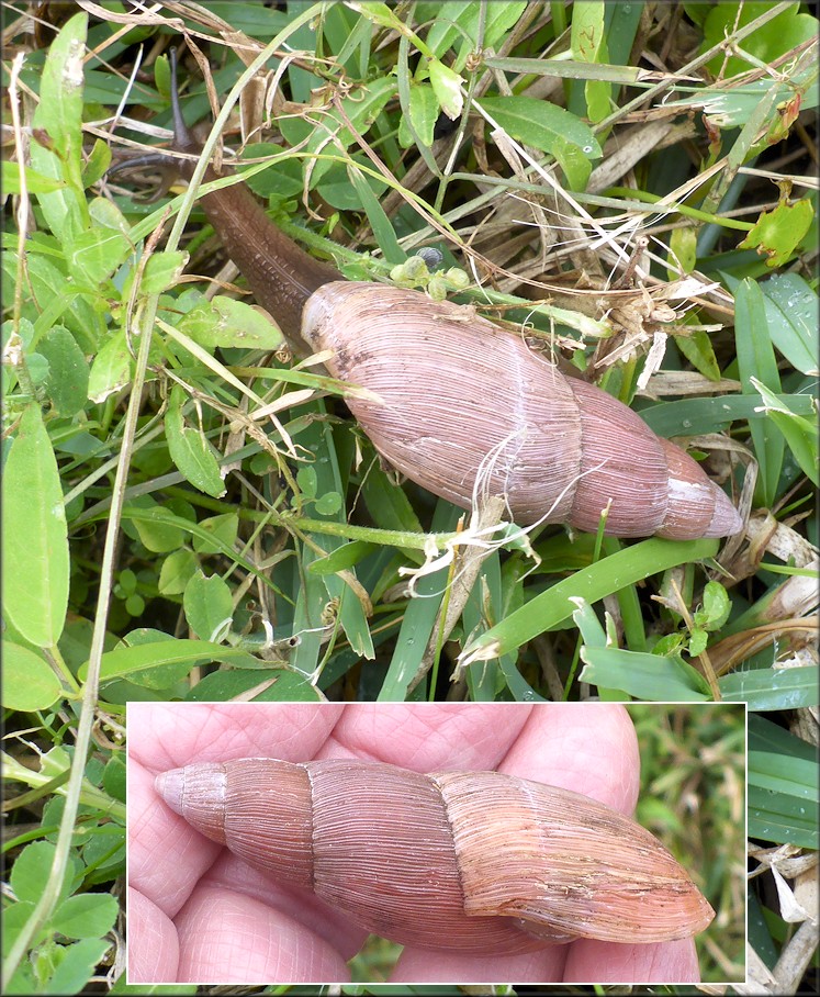 Euglandina rosea (Frussac, 1821) Rosy Wolfsnail In Situ