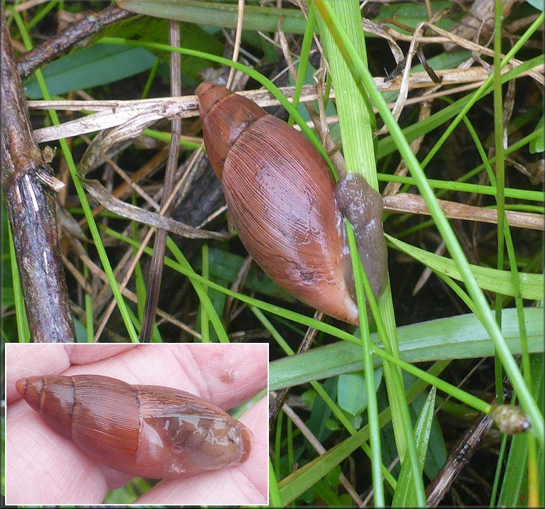 Euglandina rosea (Frussac, 1821) Rosy Wolfsnail In Situ