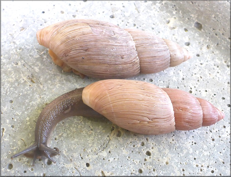 Euglandina rosea (Frussac, 1821) Rosy Wolfsnail - Very Large Specimen