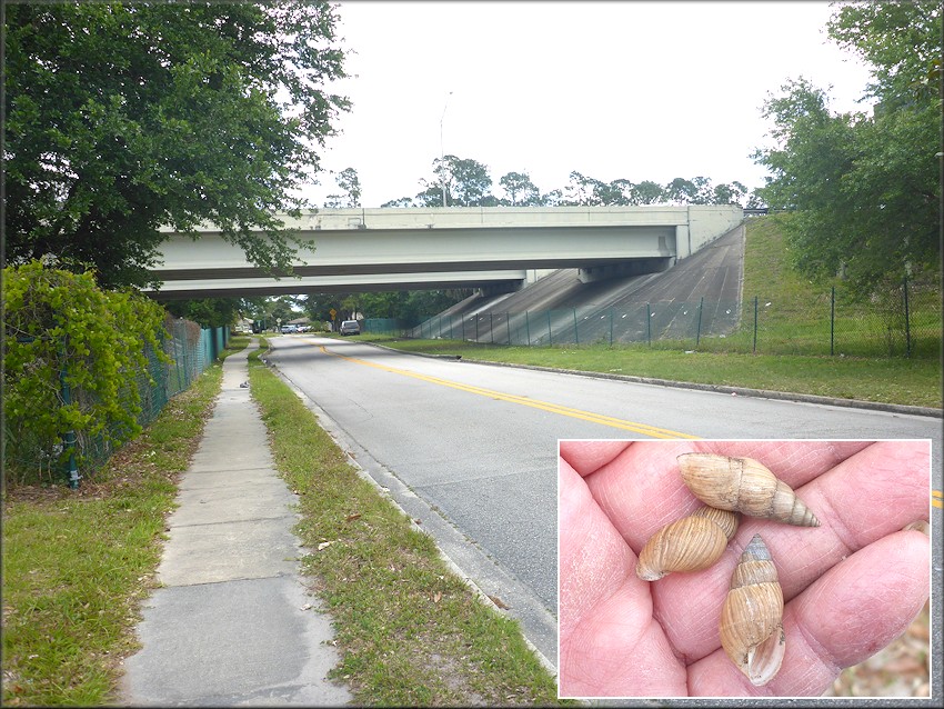Bulimulus sporadicus On Lost Pine Road Near Interstate 295 Overpass