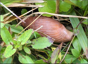 Euglandina rosea (Frussac, 1821) Rosy Wolfsnail In Situ